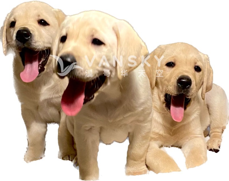 230829151953_3 puppies together.JPG